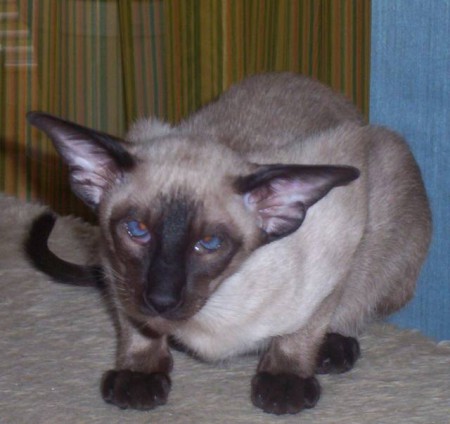 Olycklig Prince